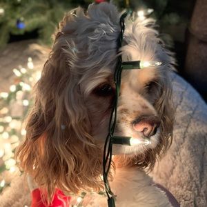 Meet your Posher, Alexia